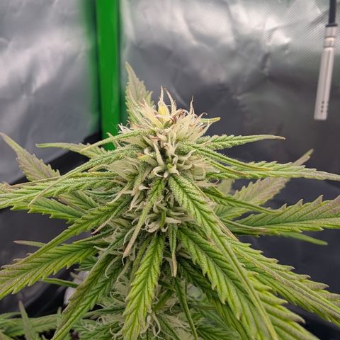 Gorilla Cookies Auto growlog timeline photo