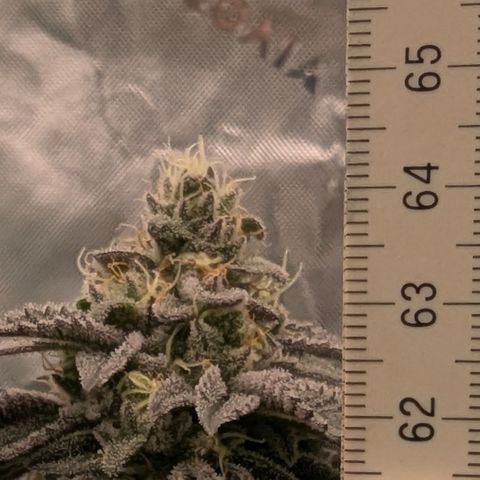 Tyson growlog timeline photo