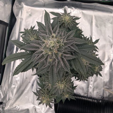 Tyson growlog timeline photo