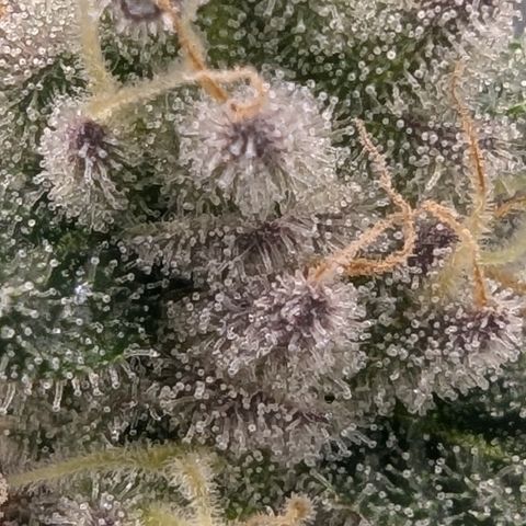 Tyson growlog timeline photo