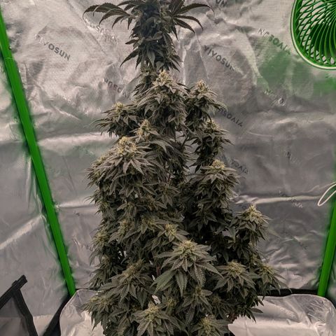 Tyson growlog timeline photo