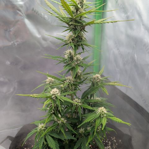 Papaya Cookies Auto growlog timeline photo
