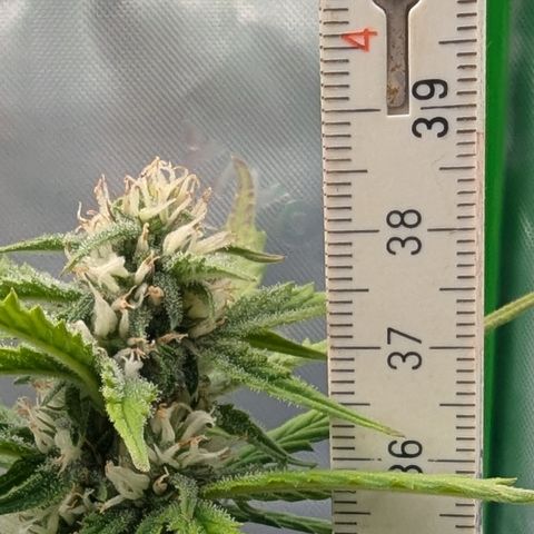 Papaya Cookies Auto growlog timeline photo