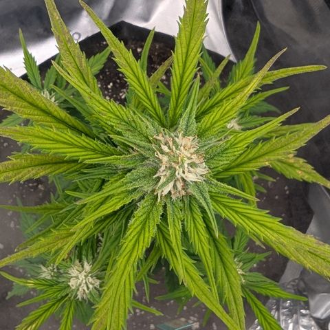 Papaya Cookies Auto growlog timeline photo