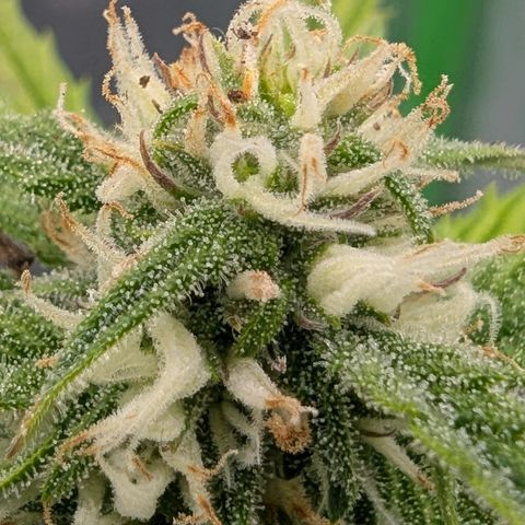 Papaya Cookies Auto growlog timeline photo