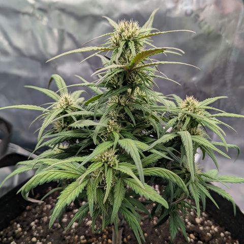 Strawberry Gorilla Auto growlog timeline photo