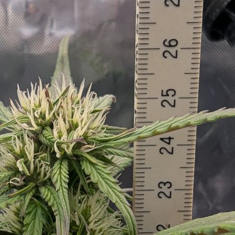 Strawberry Gorilla Auto growlog timeline photo