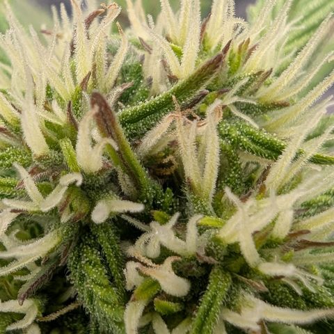 Strawberry Gorilla Auto growlog timeline photo