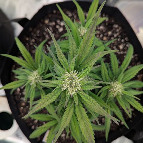 Strawberry Gorilla Auto growlog timeline photo