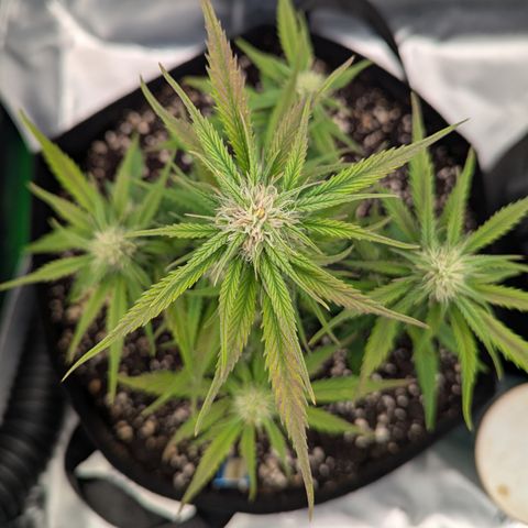 Gorilla Cookies Auto growlog timeline photo