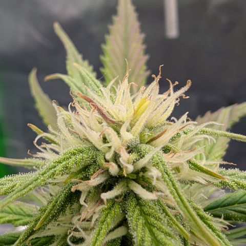 Gorilla Cookies Auto growlog timeline photo