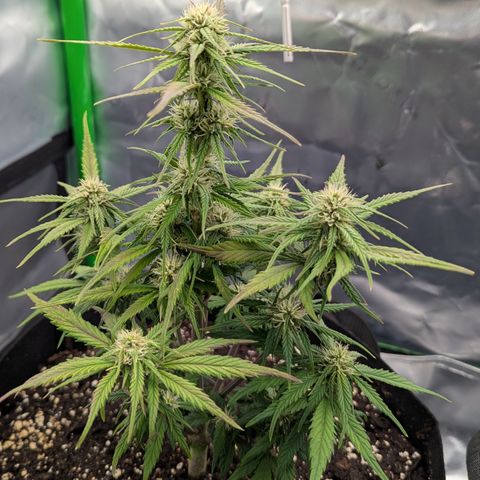 Gorilla Cookies Auto growlog timeline photo