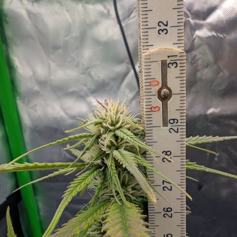 Gorilla Cookies Auto growlog timeline photo