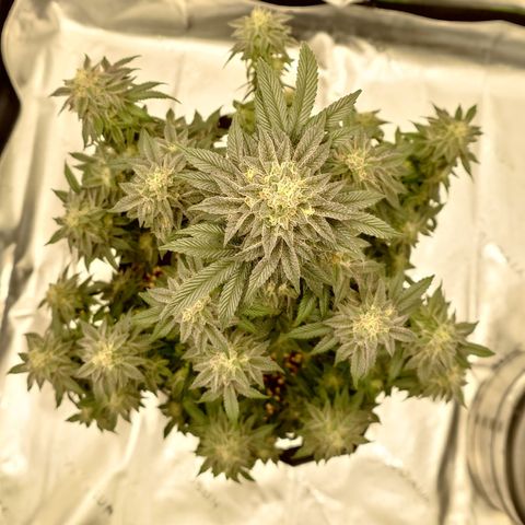 Tyson growlog timeline photo