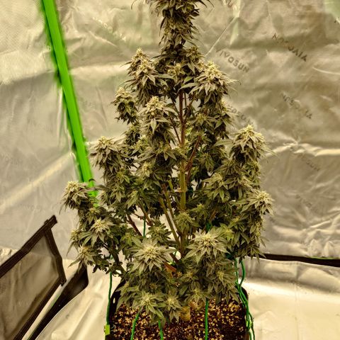 Tyson growlog timeline photo