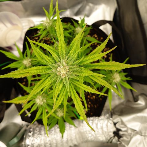 Papaya Cookies Auto growlog timeline photo