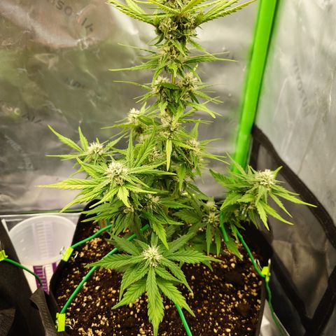 Papaya Cookies Auto growlog timeline photo