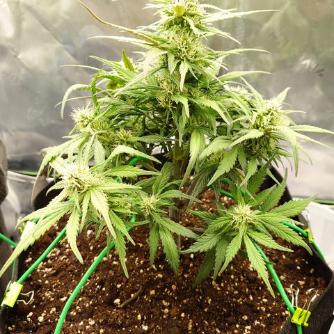 Strawberry Gorilla Auto growlog timeline photo