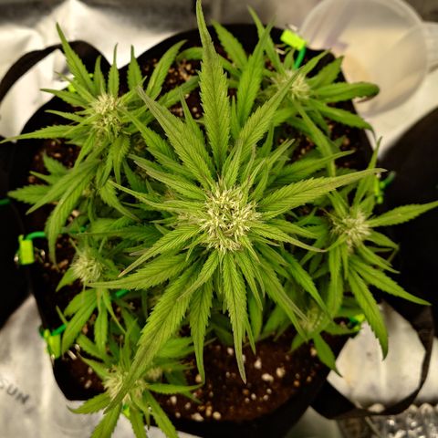 Strawberry Gorilla Auto growlog timeline photo