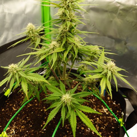 Gorilla Cookies Auto growlog timeline photo