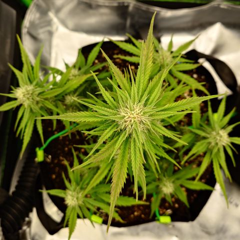 Gorilla Cookies Auto growlog timeline photo