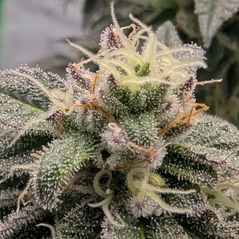 Tyson growlog timeline photo