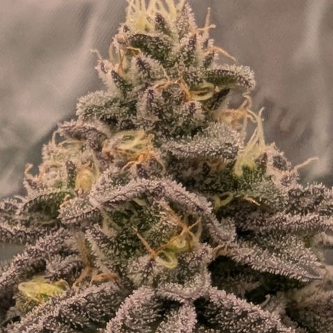 Tyson growlog timeline photo