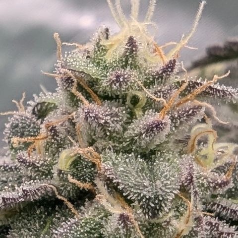 Tyson growlog timeline photo
