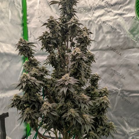 Tyson growlog timeline photo