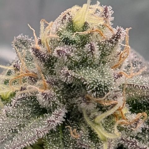 Tyson growlog timeline photo