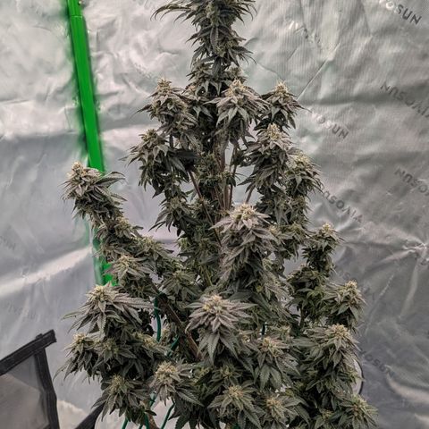 Tyson growlog timeline photo