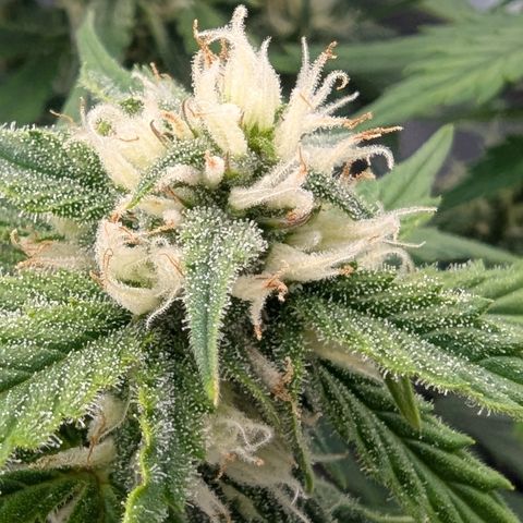 Papaya Cookies Auto growlog timeline photo