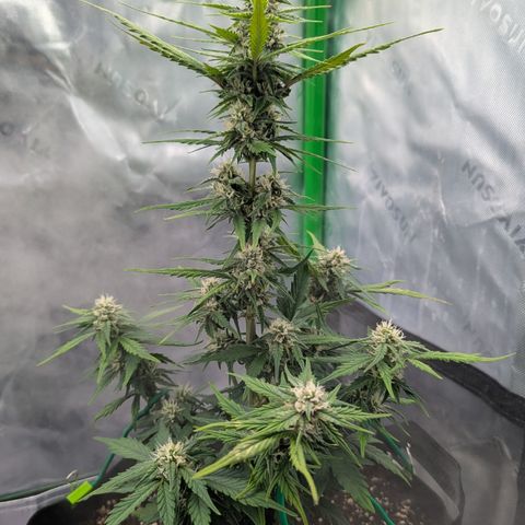 Papaya Cookies Auto growlog timeline photo