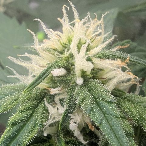 Papaya Cookies Auto growlog timeline photo