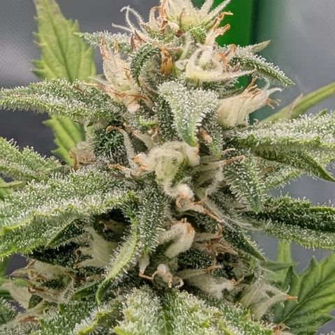 Papaya Cookies Auto growlog timeline photo