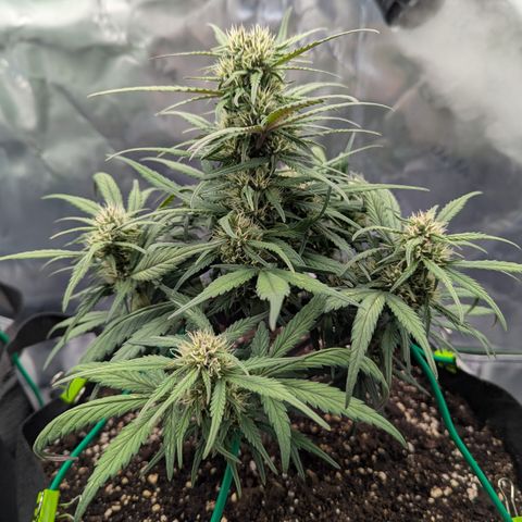 Strawberry Gorilla Auto growlog timeline photo