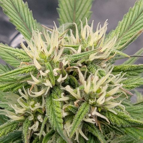 Strawberry Gorilla Auto growlog timeline photo