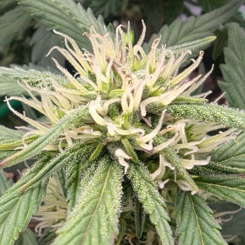 Strawberry Gorilla Auto growlog timeline photo