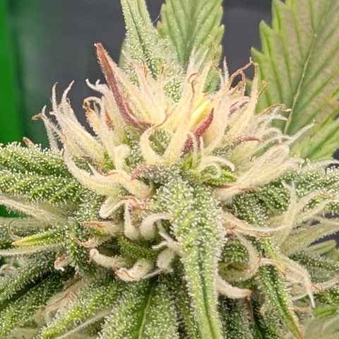 Gorilla Cookies Auto growlog timeline photo