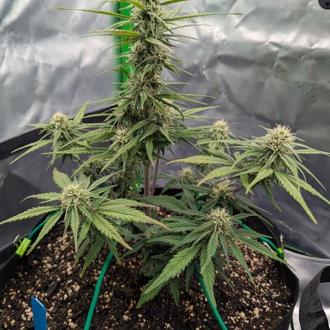 Gorilla Cookies Auto growlog timeline photo