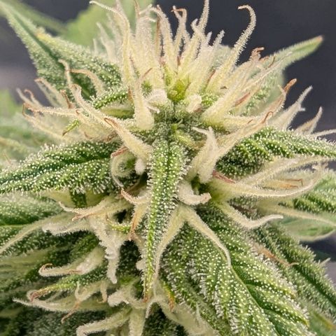 Gorilla Cookies Auto growlog timeline photo