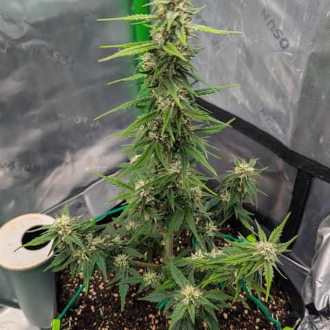 Papaya Cookies Auto growlog timeline photo