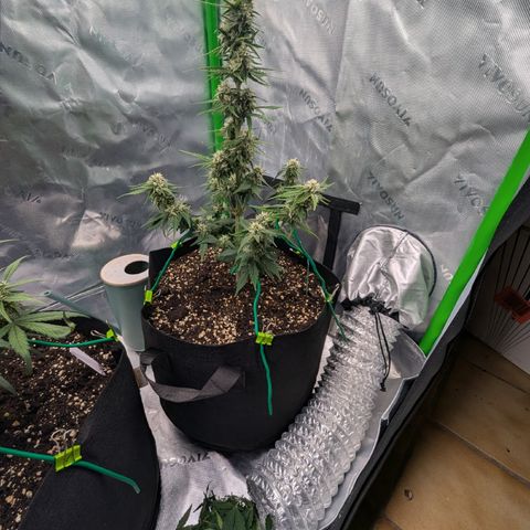 Papaya Cookies Auto growlog timeline photo