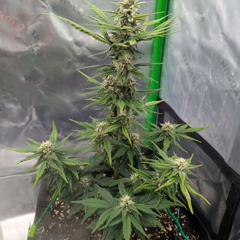 Papaya Cookies Auto growlog timeline photo