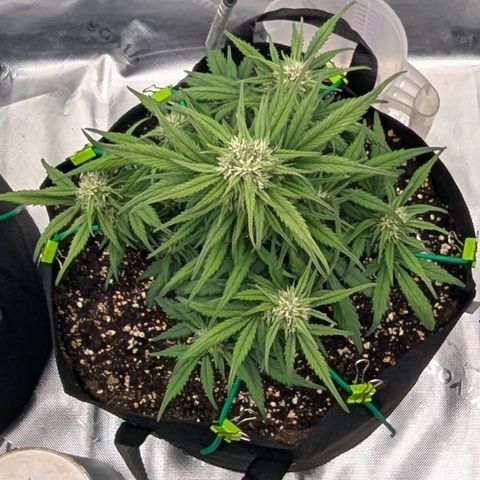 Strawberry Gorilla Auto growlog timeline photo