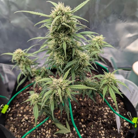 Strawberry Gorilla Auto growlog timeline photo