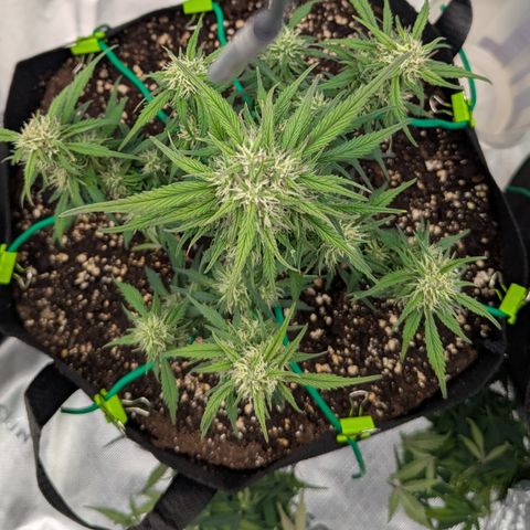 Strawberry Gorilla Auto growlog timeline photo