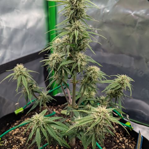 Gorilla Cookies Auto growlog timeline photo