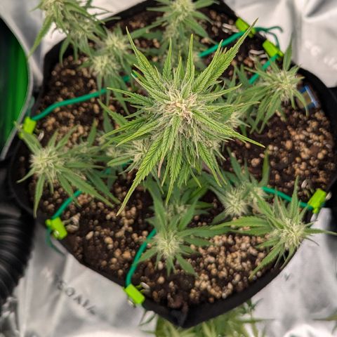 Gorilla Cookies Auto growlog timeline photo