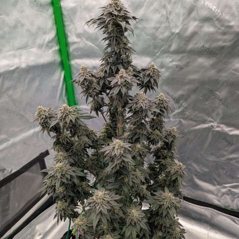 Tyson growlog timeline photo